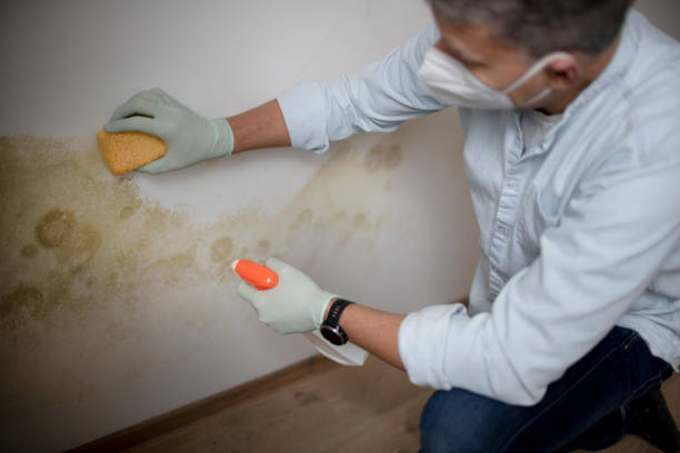 Best Black Mold Removal  in Kingsburg, CA