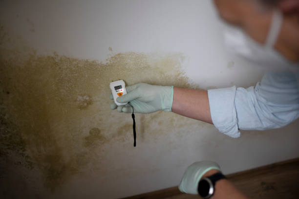 Office Mold Removal Services in Kingsburg, CA