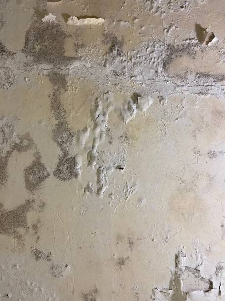 Best Attic Mold Removal  in Kingsburg, CA