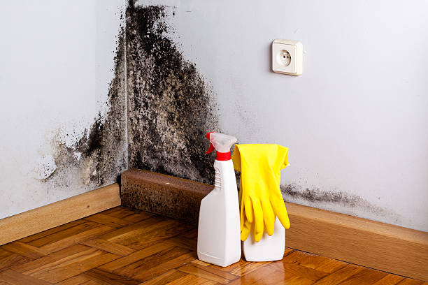Kingsburg, CA Mold Removal Company