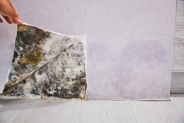 Best Office Mold Removal Services  in Kingsburg, CA